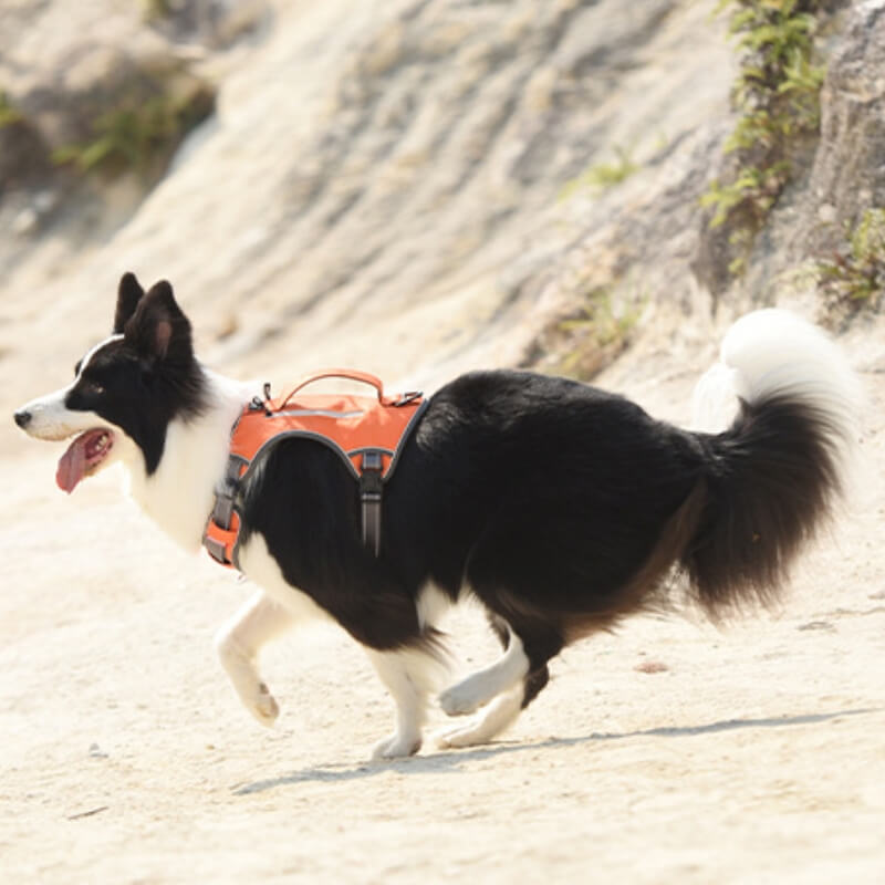Azura | Multifunctional explosion-proof anti-pull harness for medium to large dogs harness
