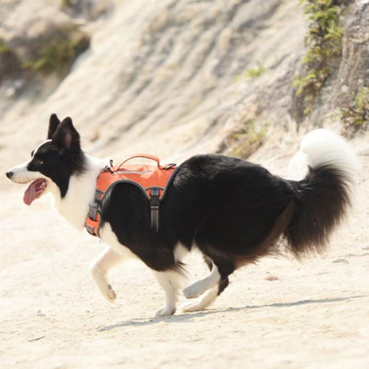Azura | Multifunctional explosion-proof anti-pull harness for medium to large dogs harness