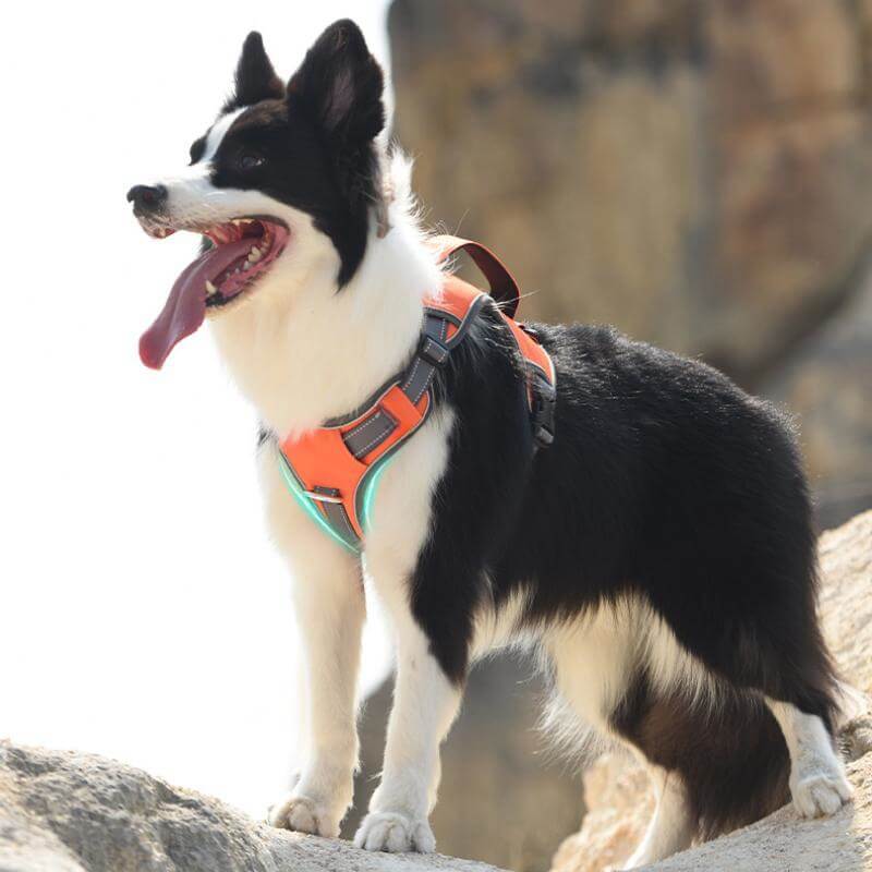 Azura | Multifunctional explosion-proof anti-pull harness for medium to large dogs harness