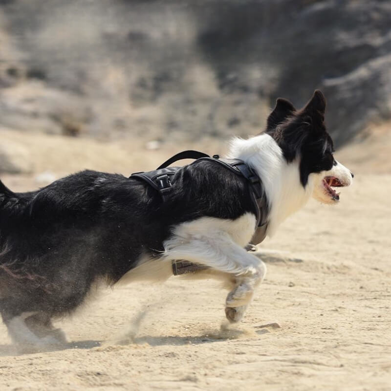 Azura | Multifunctional explosion-proof anti-pull harness for medium to large dogs harness