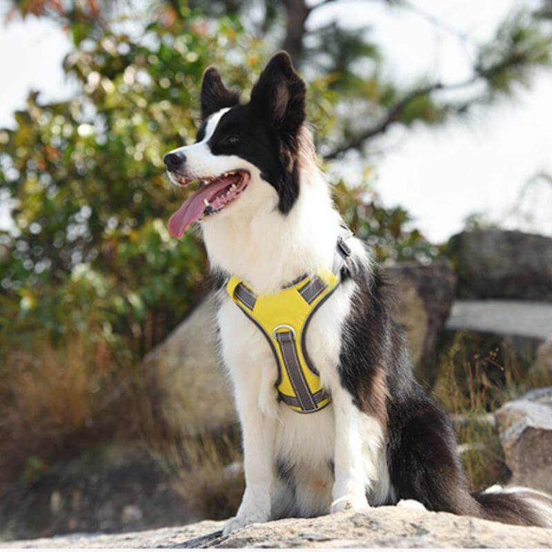Azura | Multifunctional explosion-proof anti-pull harness for medium to large dogs harness