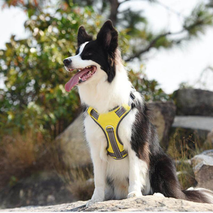 Azura | Multifunctional explosion-proof anti-pull harness for medium to large dogs harness