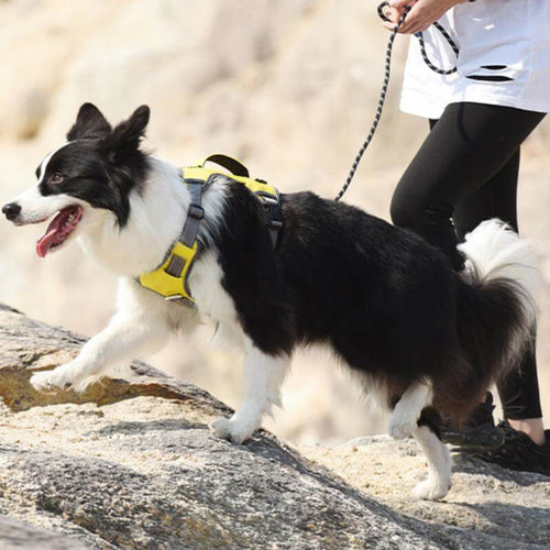 Azura | Multifunctional explosion-proof anti-pull harness for medium to large dogs harness