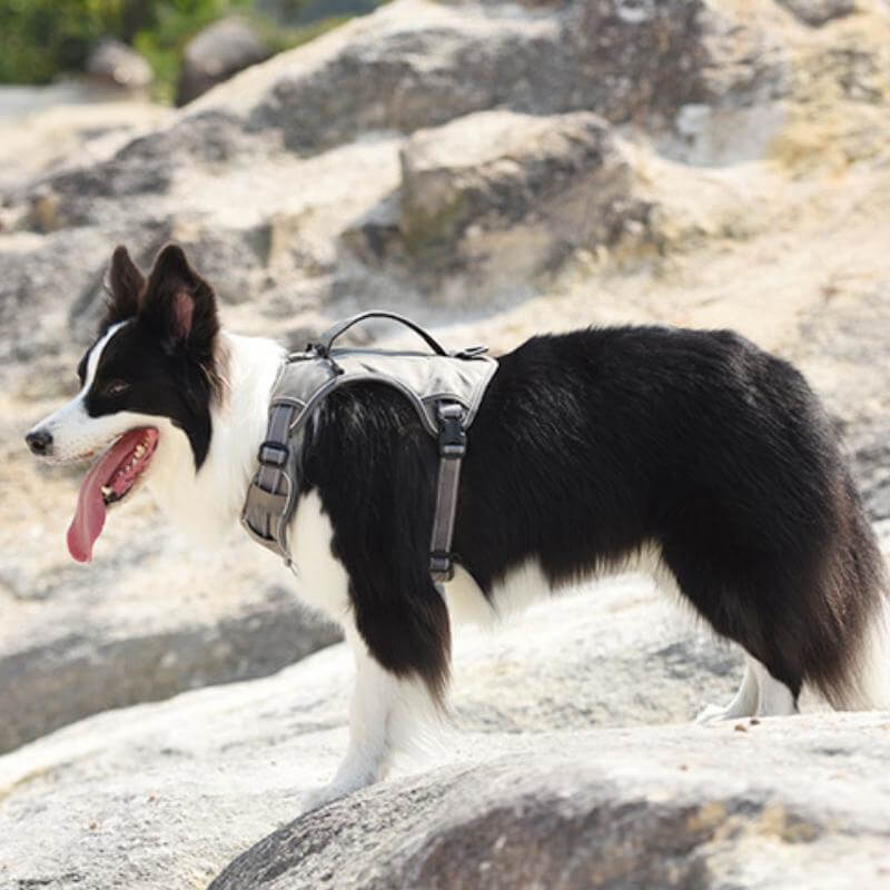 Azura | Multifunctional explosion-proof anti-pull harness for medium to large dogs harness