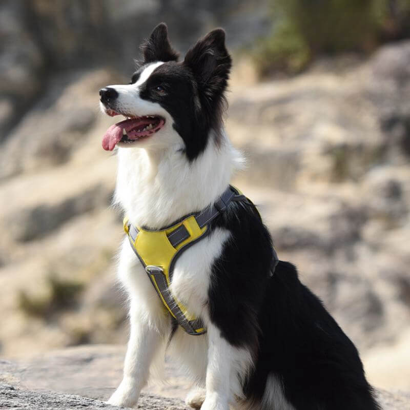 Azura | Multifunctional explosion-proof anti-pull harness for medium to large dogs harness