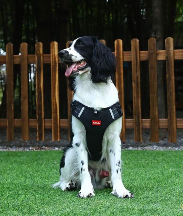 Azura | anti-pull dog harness for pain-free walks