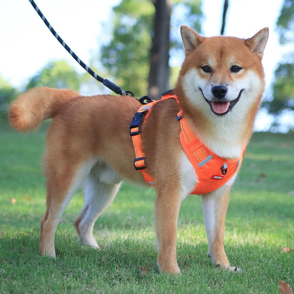 BowLift | Anti-Pull Dog Harness for Relaxed Walks