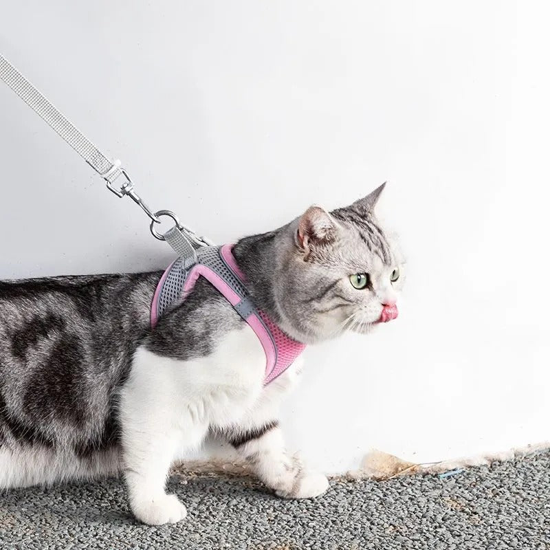Adventurous Cat Harness with Leash – Adjustable and Reflective | Azura