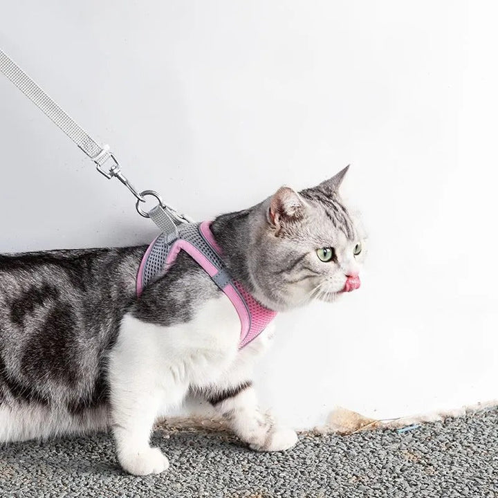 Adventurous Cat Harness with Leash – Adjustable and Reflective | Azura