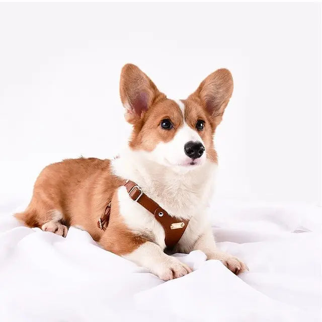 Adjustable Leather Dog Harness with Custom Engraving Azura