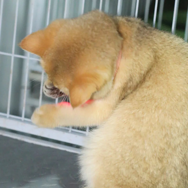 Freesthetic Laser Collar for Cats Azura