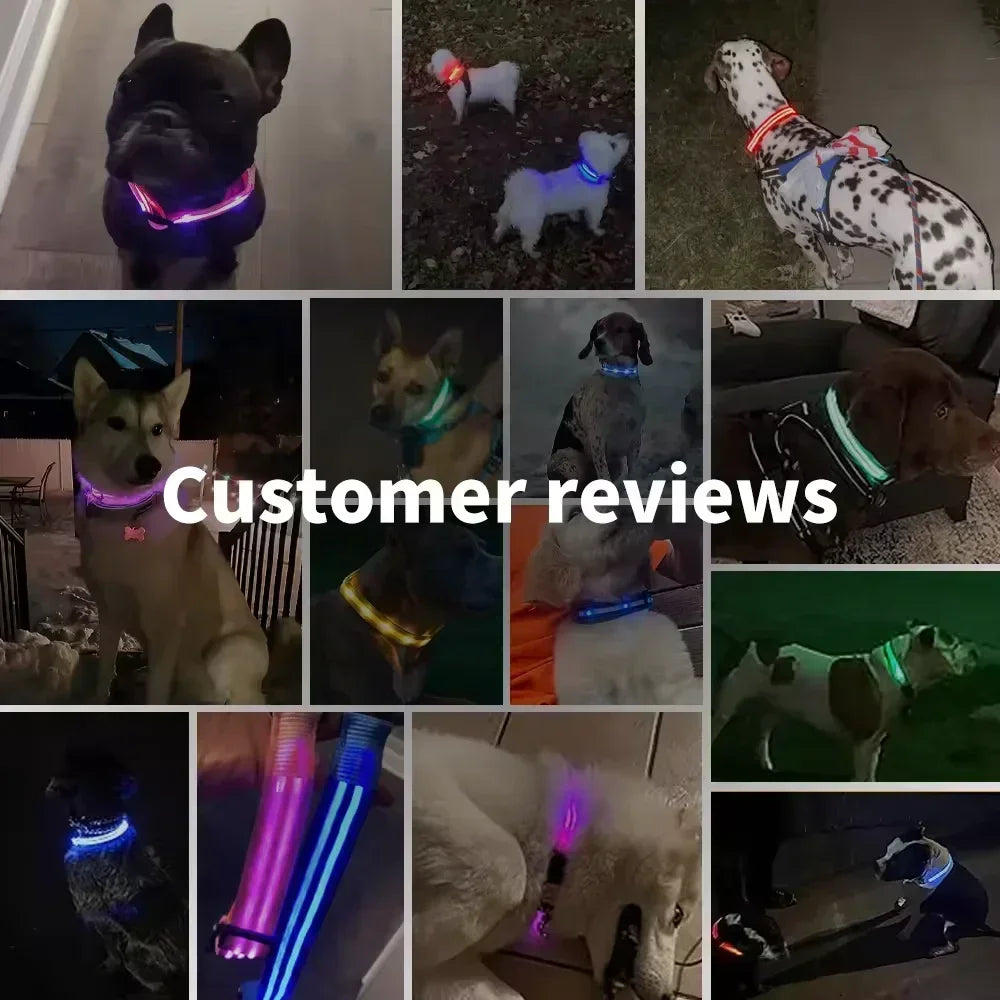 Azura | LUXPETS GlowSafe LED Dog Collar | Illuminated & Rechargeable | Adjustable & Waterproof | Anti-Loss at Night