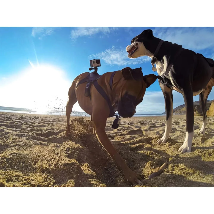 Action-Cam Dog Harness with 360° Perspective Azura
