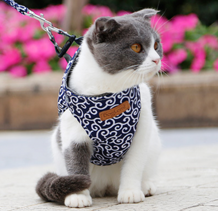 Azura | Stylish Cat Harness with Matching Leash - Comfortable and Easy to Wear, Adjustable Fit for Cats and Kittens