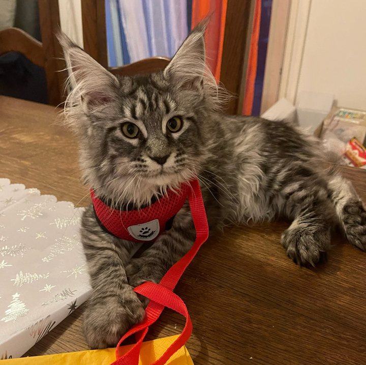 Azura | Comfortable Cat Harness and Leash Set, Adjustable Breathable Design for Safe Outdoor Adventures – Best Cat Harness for Kittens and Cats