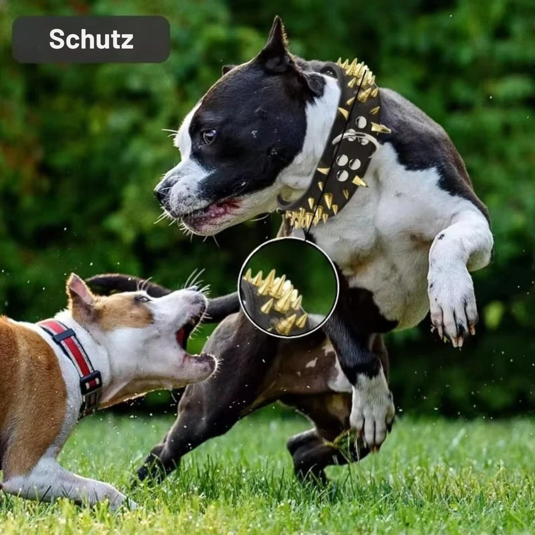 Dog collar with studs for large dogs Azura