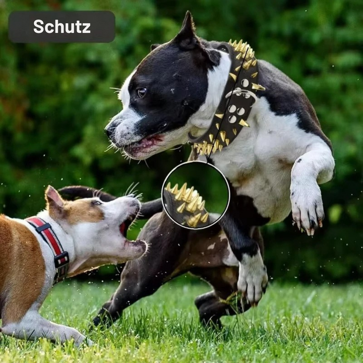 Dog collar with studs for large dogs Azura