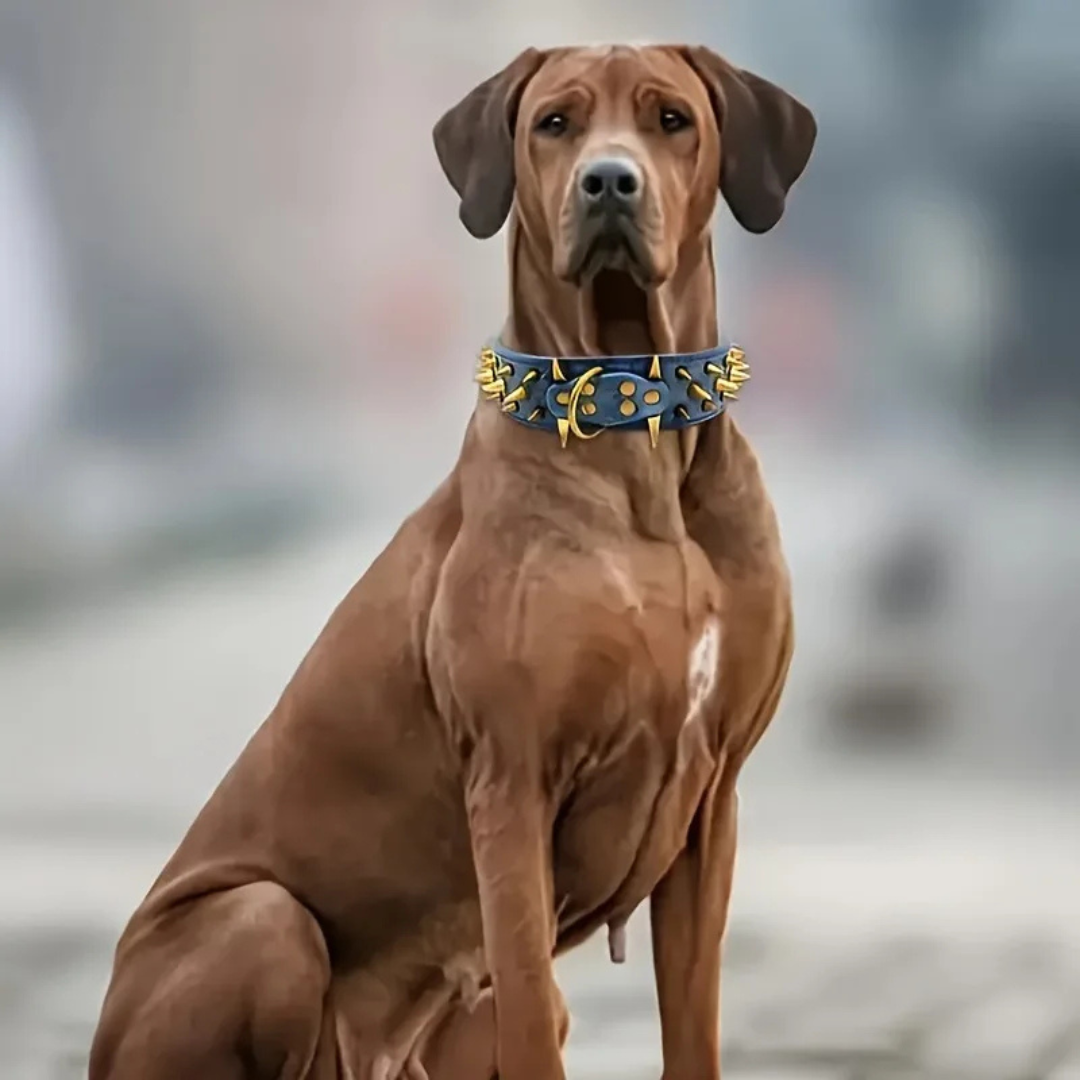 Dog collar with studs for large dogs Azura