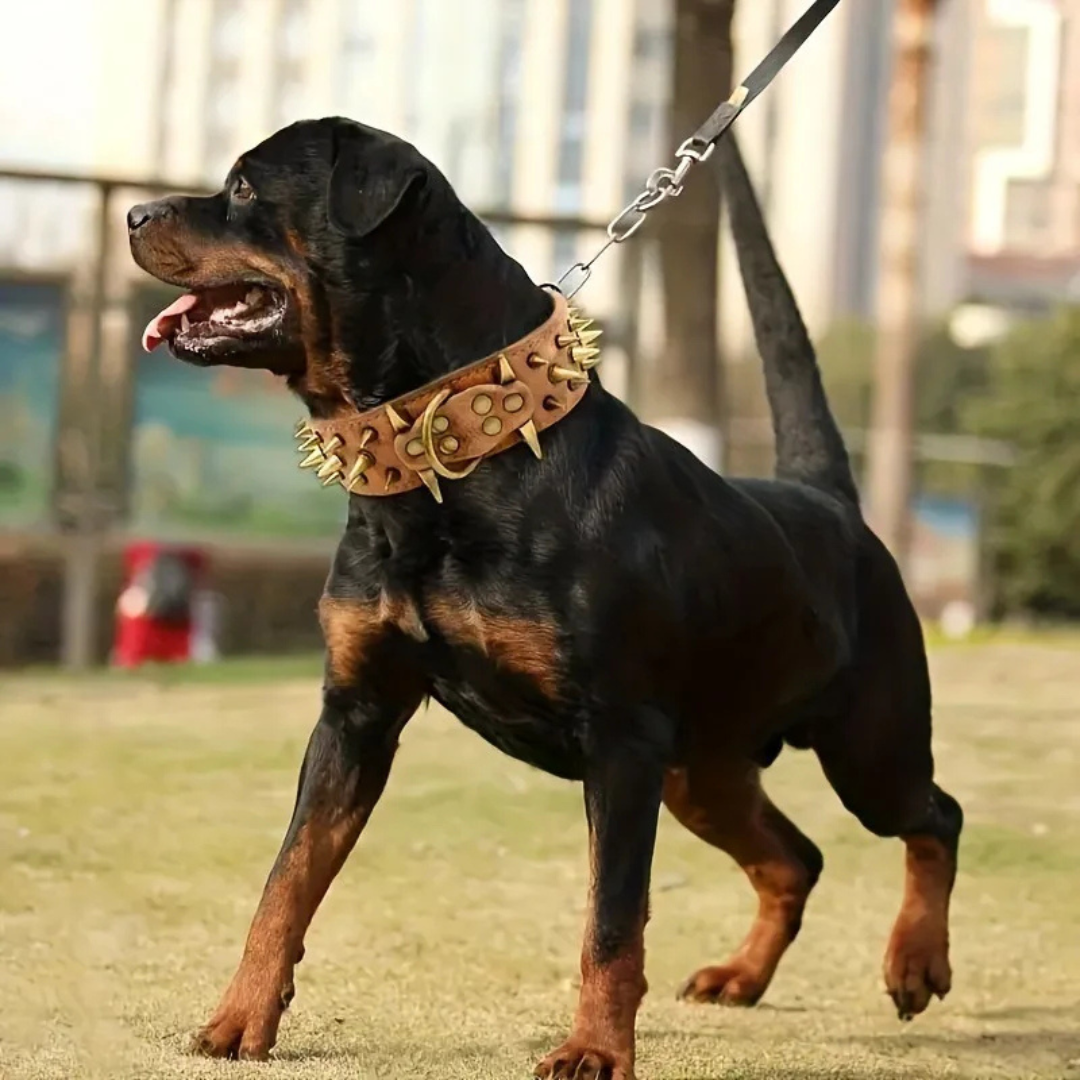 Dog collar with studs for large dogs Azura
