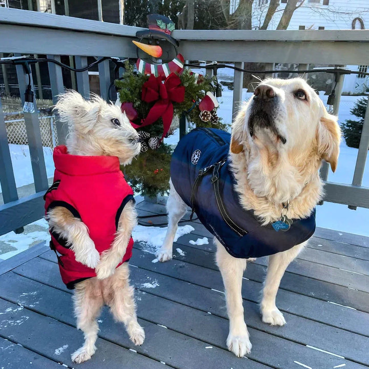 Azura | Waterproof Dog Jacket with Built-in Harness – Warm, Weather-resistant Dog Jacket for All Breeds
