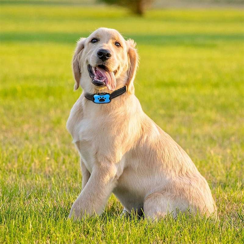 Azura | Anti-Bark Collar