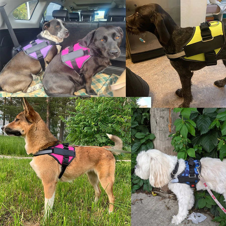 Azura | Anti Choke Dog Harness