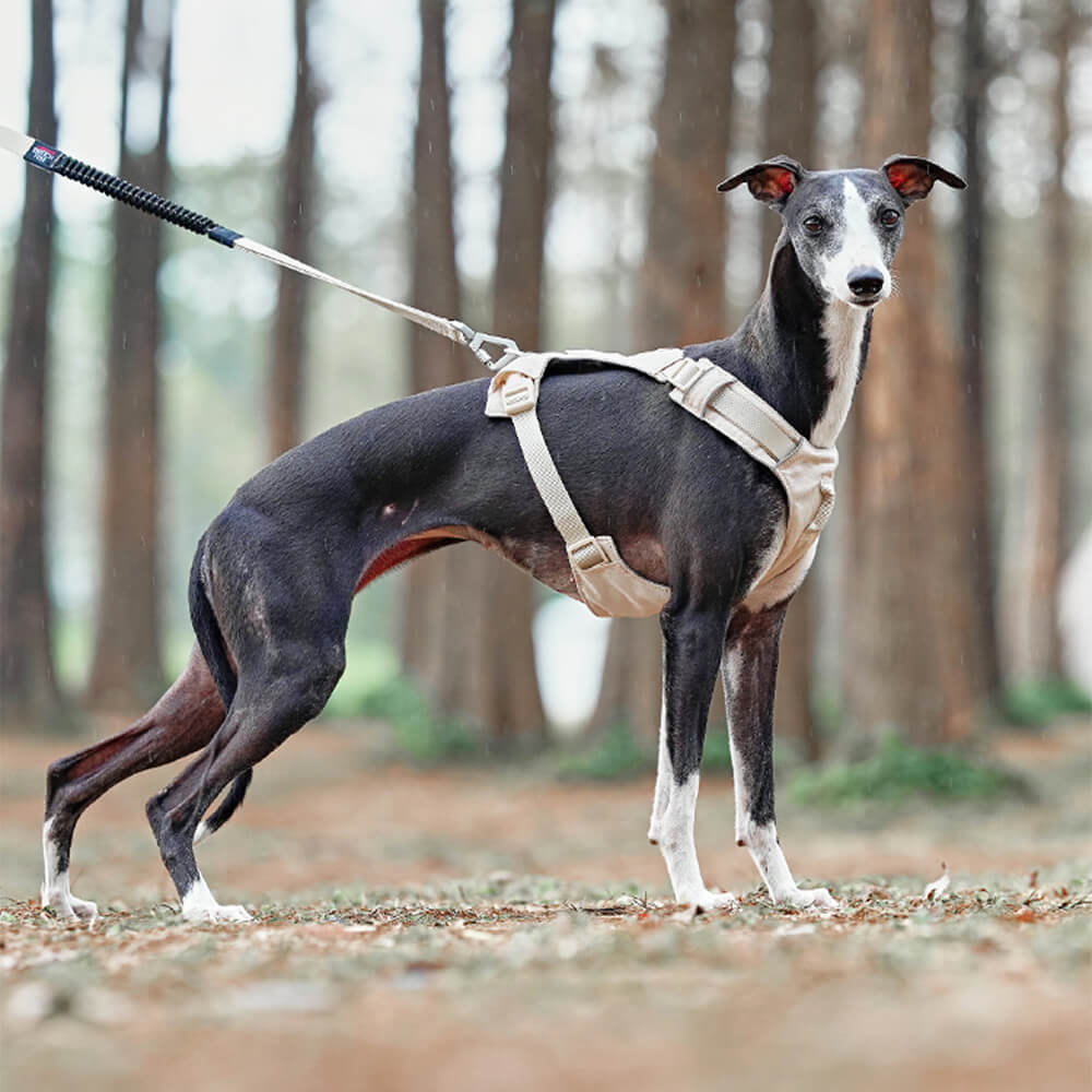 AquaCool - Anti-Pull Dog Harness with Multi-Functional Leash Azura