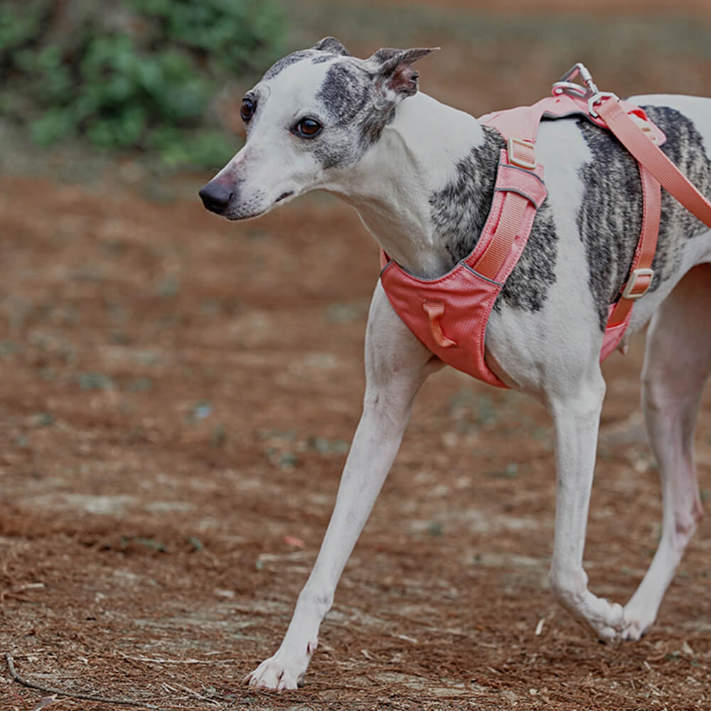 AquaCool - Anti-Pull Dog Harness with Multi-Functional Leash Azura