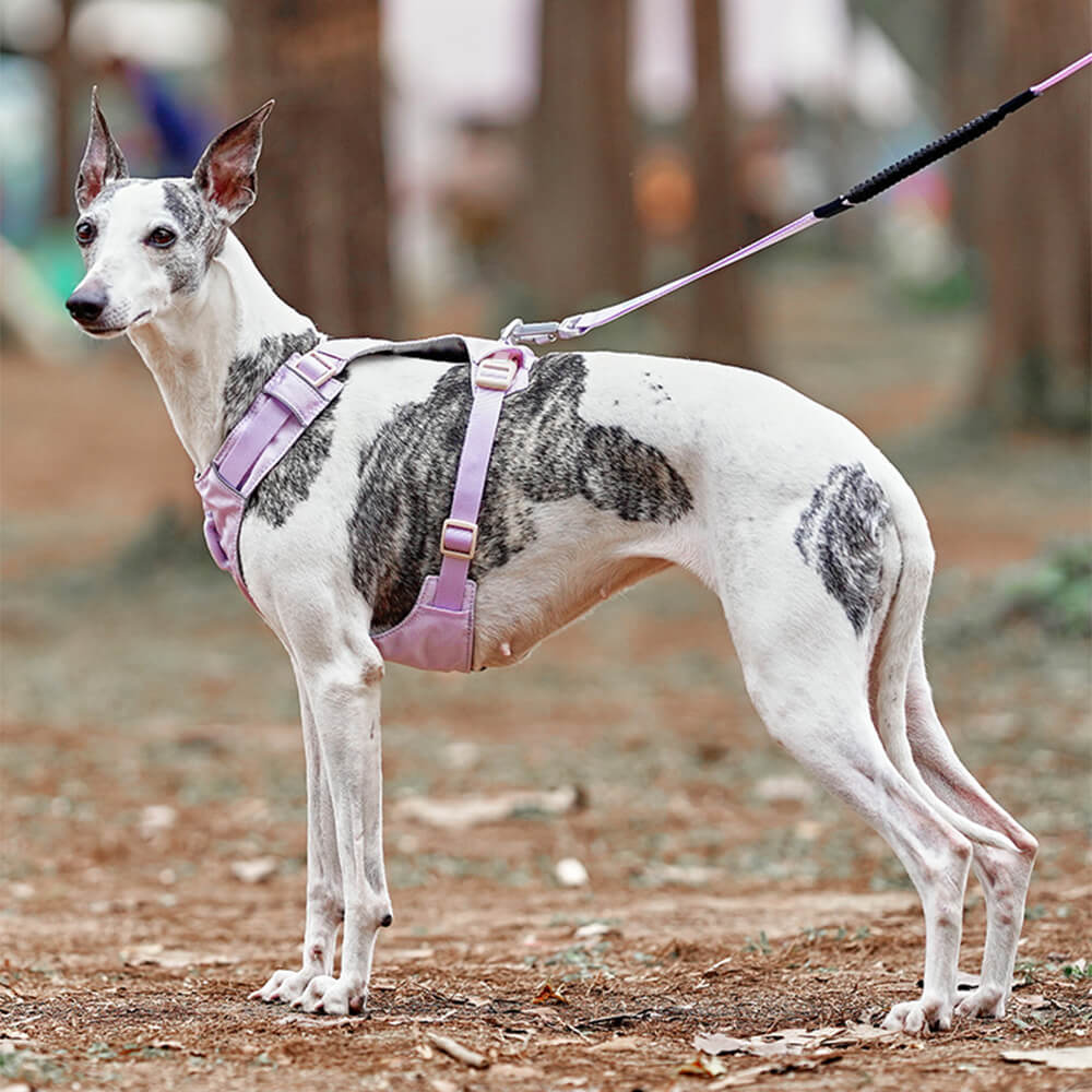 AquaCool - Anti-Pull Dog Harness with Multi-Functional Leash Azura