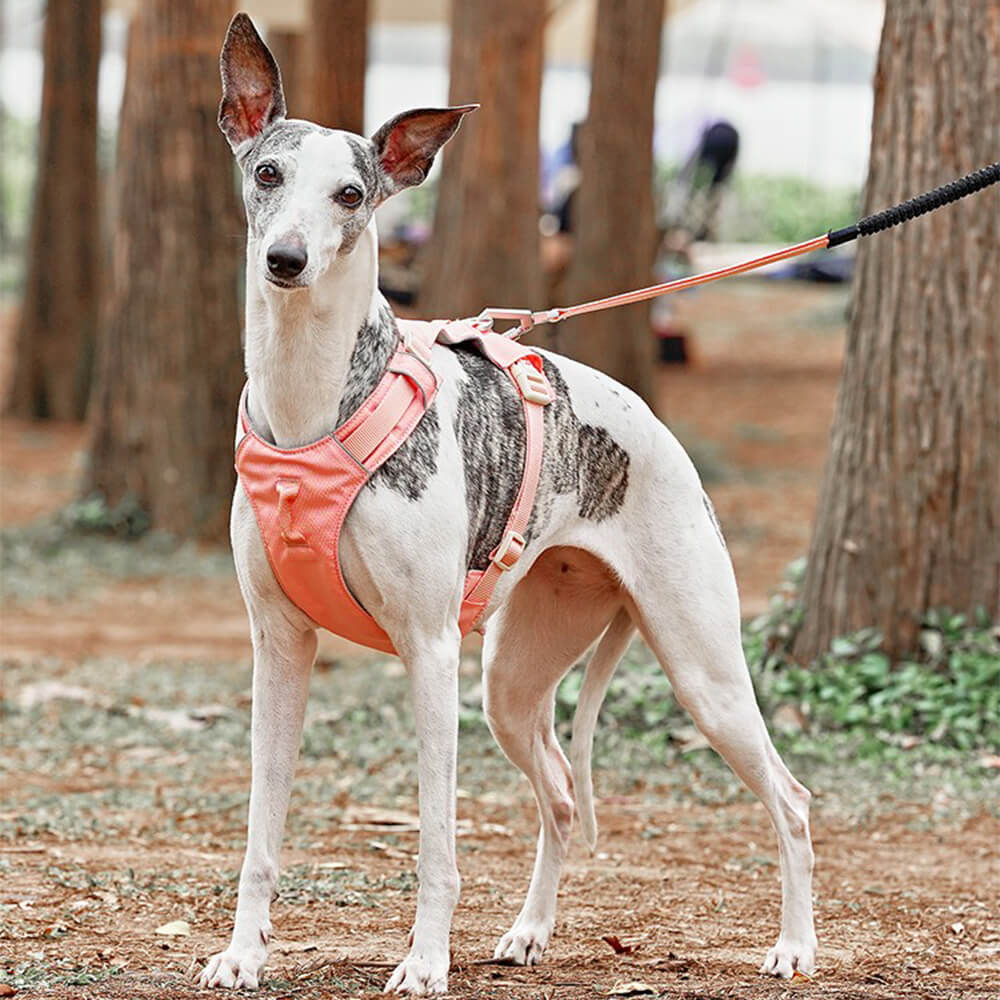AquaCool - Anti-Pull Dog Harness with Multi-Functional Leash Azura