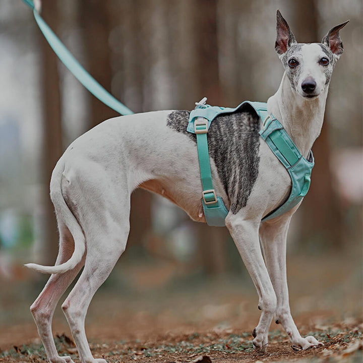 AquaCool - Anti-Pull Dog Harness with Multi-Functional Leash Azura