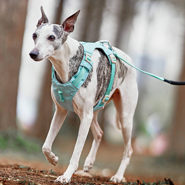 AquaCool - Anti-Pull Dog Harness with Multi-Functional Leash Azura