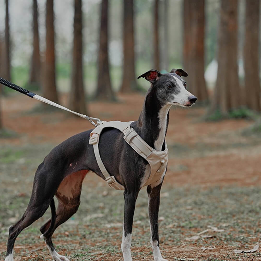 AquaCool - Anti-Pull Dog Harness with Multi-Functional Leash Azura