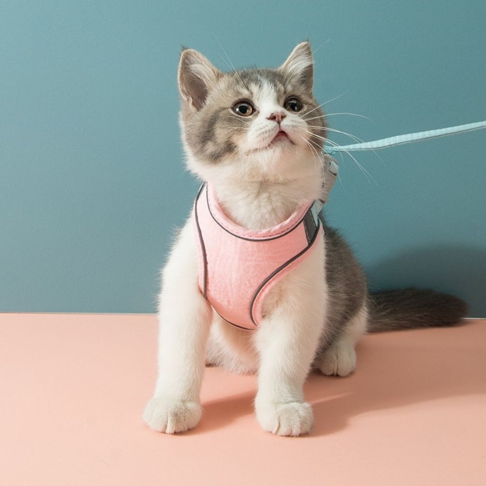 Cat Harness - Oscar Azura
