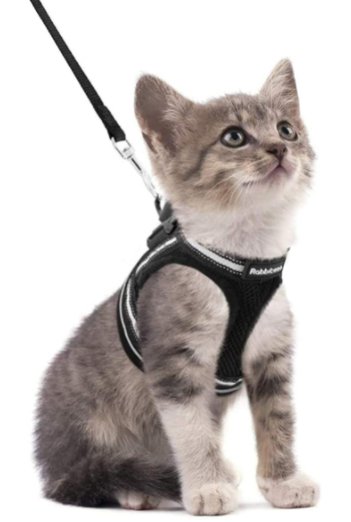 Cat Harness with Leash - AdventureKit Azura