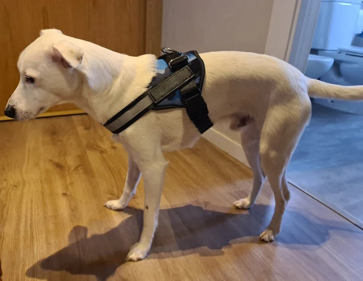 Azura | Anti Choke Dog Harness