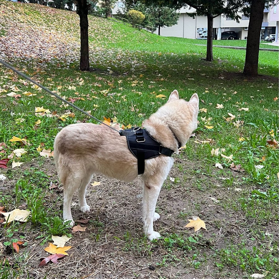 Azura | Anti Choke Dog Harness