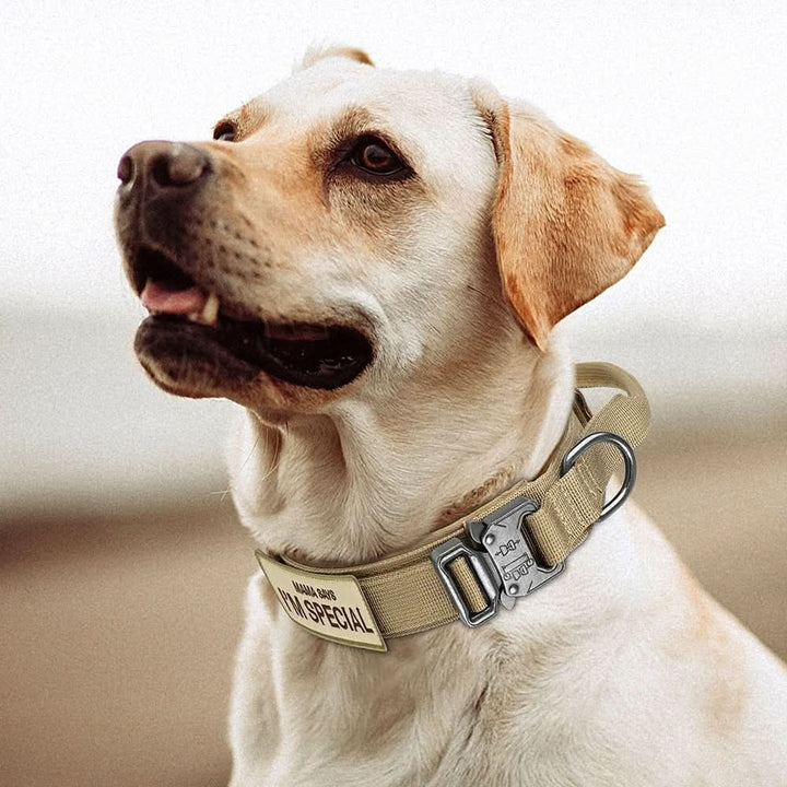 Azura | Durable & Adjustable Collar for Training & Everyday Use