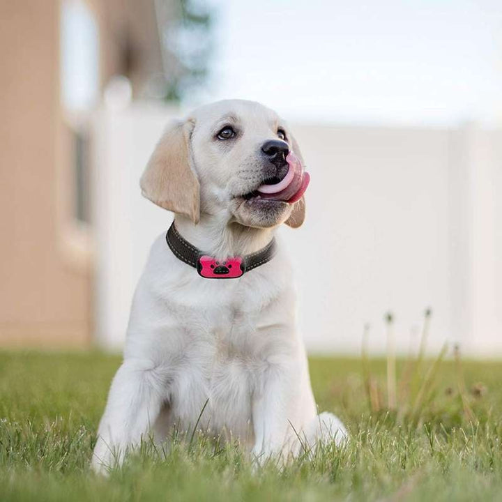 Azura | Anti-Bark Collar