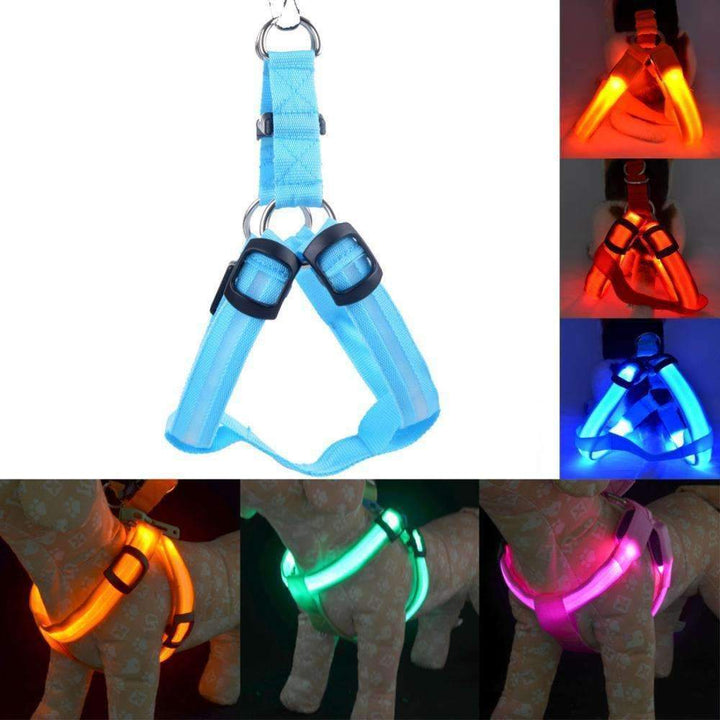 Azura | High-Quality Collar Dog - Without Any Fear of Missing Your Beloved Pet Dog!
