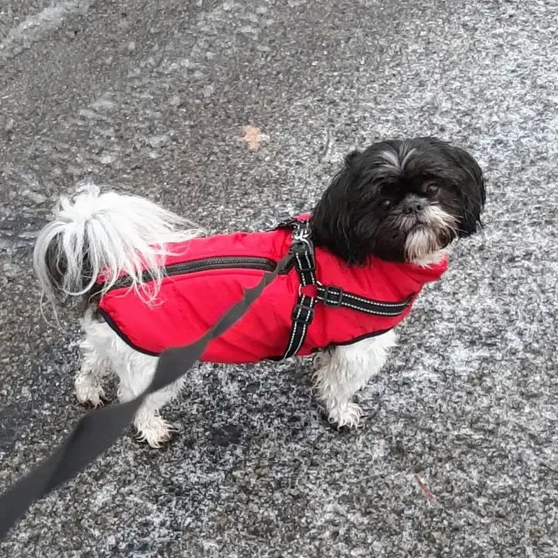 Azura | Waterproof Dog Jacket for Winter with Reflective Built-In Harness