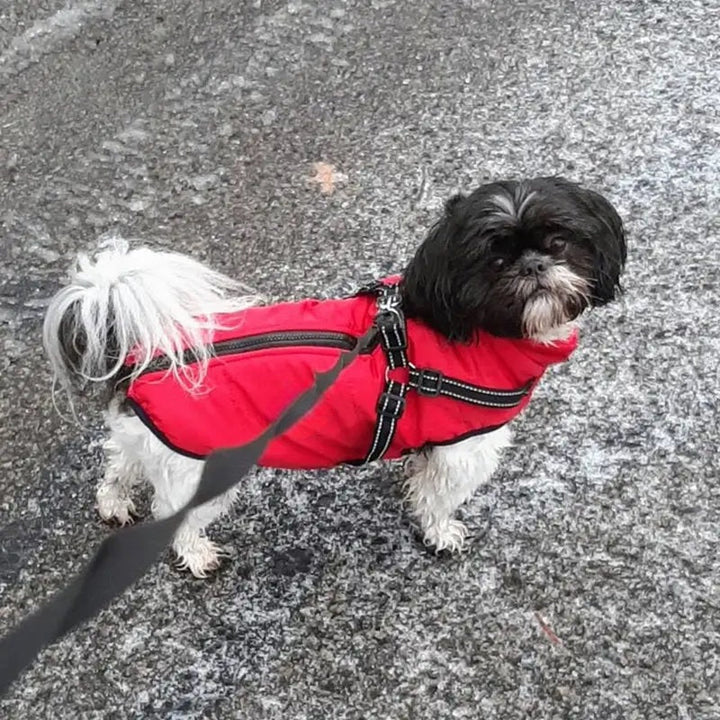 Azura | Waterproof Dog Jacket for Winter with Reflective Built-In Harness