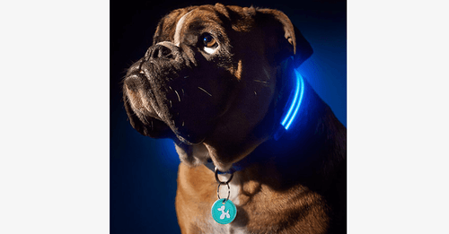 Azura | LED Dog Collar – Keep an eye on your pet!