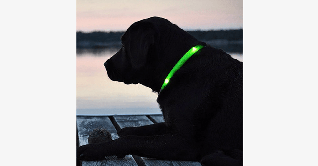 Azura | LED Dog Collar – Keep an eye on your pet!