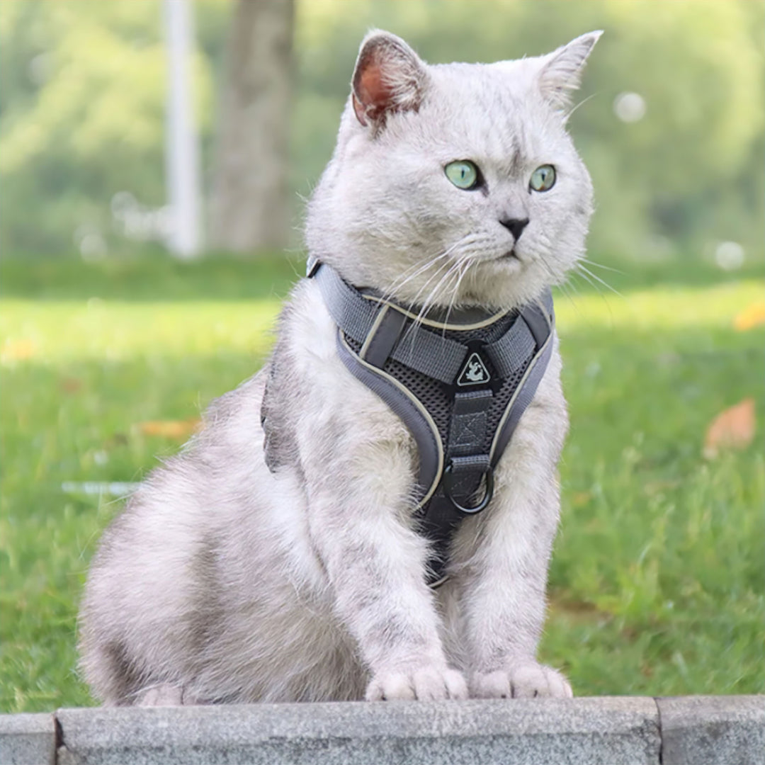 Azura Comfort Cat Harness