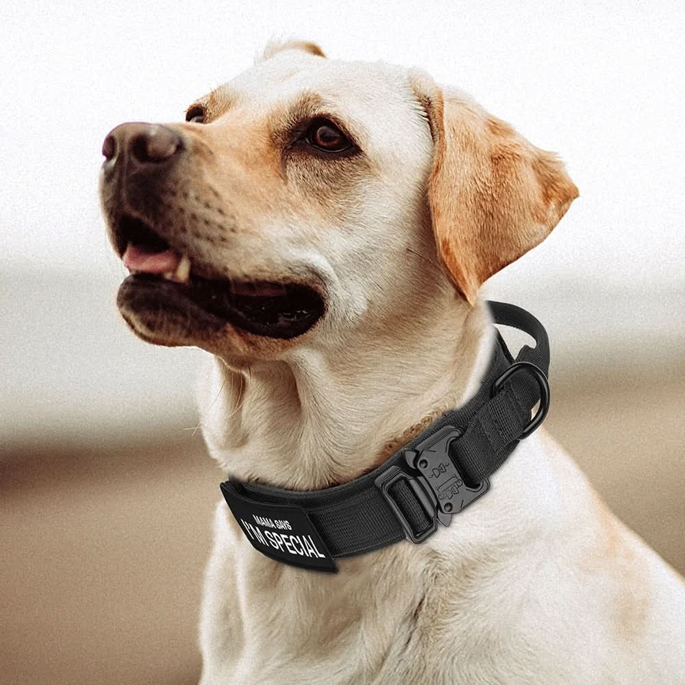 Azura | Durable & Adjustable Collar for Training & Everyday Use