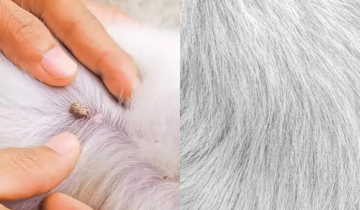 Azura | FLASHIELD – Anti-Flea & Tick Collar for Dogs and Cats with Natural Protection