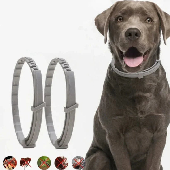 Azura | Flea & Tick Protection Collar for Dogs & Cats