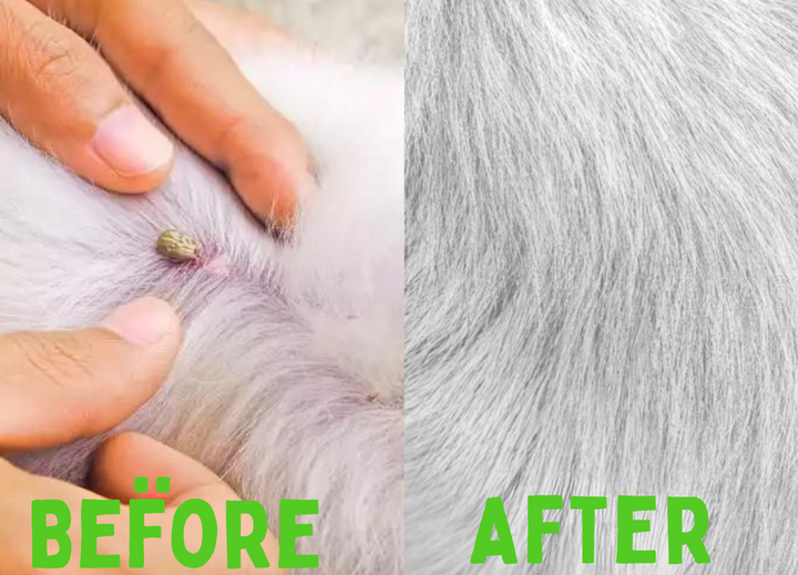 Flea and Tick Collar - FleaGuard Azura