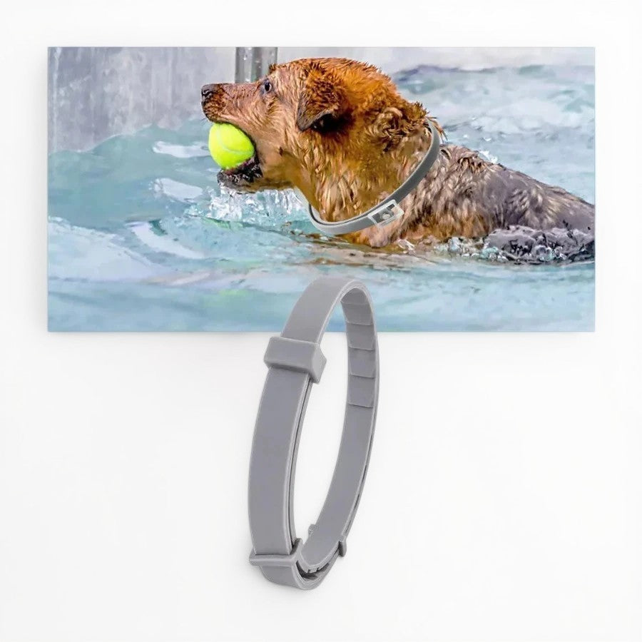 Azura | Adjustable Pet Flea and Tick Repellent Collar – For Dogs and Cats, Water-Resistant